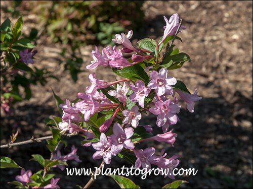 lavender pink, funnel shaped flowers